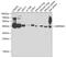Leukocyte elastase inhibitor antibody, GTX54692, GeneTex, Western Blot image 