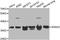 Annexin A2 antibody, TA327082, Origene, Western Blot image 