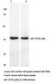 SAPK2A antibody, AP20678PU-N, Origene, Western Blot image 