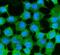 Major Vault Protein antibody, M00642-1, Boster Biological Technology, Immunofluorescence image 