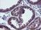 Fibroblast growth factor receptor 2 antibody, LS-C173091, Lifespan Biosciences, Immunohistochemistry frozen image 