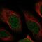 Nudix Hydrolase 13 antibody, NBP1-92207, Novus Biologicals, Immunofluorescence image 