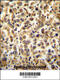 Coiled-coil domain-containing protein 19, mitochondrial antibody, 55-177, ProSci, Immunohistochemistry paraffin image 