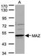MYC Associated Zinc Finger Protein antibody, NBP1-32119, Novus Biologicals, Western Blot image 