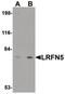 Leucine Rich Repeat And Fibronectin Type III Domain Containing 5 antibody, PA5-20700, Invitrogen Antibodies, Western Blot image 