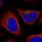 Zinc Finger Protein 564 antibody, NBP1-92630, Novus Biologicals, Immunofluorescence image 