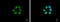 Histone H3 antibody, GTX122148, GeneTex, Immunocytochemistry image 