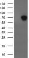 ALX Homeobox 4 antibody, MA5-26072, Invitrogen Antibodies, Western Blot image 