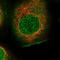 Rho GTPase Activating Protein 44 antibody, NBP1-93624, Novus Biologicals, Immunocytochemistry image 