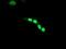 Histone Deacetylase 9 antibody, ab109446, Abcam, Immunofluorescence image 