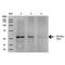 Protein Phosphatase 5 Catalytic Subunit antibody, LS-C774042, Lifespan Biosciences, Western Blot image 