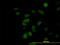 CDK5 Regulatory Subunit Associated Protein 3 antibody, LS-C133821, Lifespan Biosciences, Immunofluorescence image 
