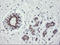 RAB6-interacting golgin antibody, LS-C174130, Lifespan Biosciences, Immunohistochemistry paraffin image 