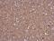 Filamin B antibody, GTX632360, GeneTex, Immunohistochemistry paraffin image 