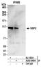 SECIS Binding Protein 2 antibody, A303-949A, Bethyl Labs, Immunoprecipitation image 