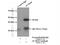 Actin Related Protein 10 antibody, 20101-1-AP, Proteintech Group, Immunoprecipitation image 