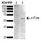 Heat shock factor protein 1 antibody, SMC-477D-ALP, StressMarq, Western Blot image 