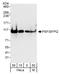 SFPQ antibody, A301-322A, Bethyl Labs, Western Blot image 