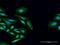PCI Domain Containing 2 antibody, H00055795-D01P, Novus Biologicals, Immunofluorescence image 