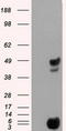 26S protease regulatory subunit 6A antibody, CF500933, Origene, Western Blot image 
