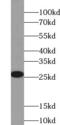 Glutathione S-transferase A2 antibody, FNab03687, FineTest, Western Blot image 