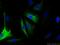 Adrenomedullin antibody, 10778-1-AP, Proteintech Group, Immunofluorescence image 