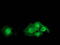 Dystrobrevin Alpha antibody, TA502207, Origene, Immunofluorescence image 
