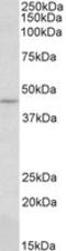 CAMP Responsive Element Binding Protein 3 antibody, TA320217, Origene, Western Blot image 