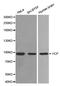 Valosin Containing Protein antibody, abx125041, Abbexa, Western Blot image 