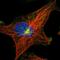 Microtubule Associated Protein 11 antibody, NBP1-83808, Novus Biologicals, Immunofluorescence image 