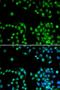RNA Polymerase II Subunit L antibody, LS-C335249, Lifespan Biosciences, Immunofluorescence image 