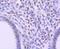Alpha-ketoglutarate-dependent dioxygenase FTO antibody, NBP2-75494, Novus Biologicals, Immunohistochemistry paraffin image 