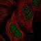 S100 Calcium Binding Protein A11 antibody, NBP2-13270, Novus Biologicals, Immunofluorescence image 