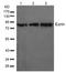 Ezrin antibody, AP02712PU-S, Origene, Western Blot image 
