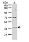 Cyclin Dependent Kinase 15 antibody, GTX107558, GeneTex, Western Blot image 
