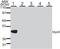 Myogenic Differentiation 1 antibody, MA1-41017, Invitrogen Antibodies, Western Blot image 
