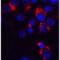 Bcl2 Modifying Factor antibody, LS-C419, Lifespan Biosciences, Immunofluorescence image 
