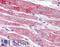 Neuronal pentraxin-2 antibody, LS-B2694, Lifespan Biosciences, Immunohistochemistry frozen image 