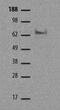 TBR2 antibody, 14-4876-80, Invitrogen Antibodies, Western Blot image 