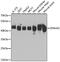 DnaJ Heat Shock Protein Family (Hsp40) Member A2 antibody, 22-667, ProSci, Western Blot image 