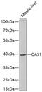 2'-5'-Oligoadenylate Synthetase 1 antibody, 18-692, ProSci, Western Blot image 