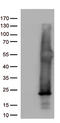 Histone chaperone ASF1B antibody, TA813126, Origene, Western Blot image 