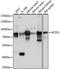 AceCS2 antibody, LS-C749986, Lifespan Biosciences, Western Blot image 
