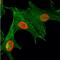 Histone Cluster 4 H4 antibody, NBP2-61557, Novus Biologicals, Immunofluorescence image 