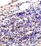 Platelet And Endothelial Cell Adhesion Molecule 1 antibody, orb10315, Biorbyt, Immunohistochemistry paraffin image 