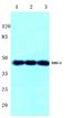 Bombesin Receptor Subtype 3 antibody, A08571-2, Boster Biological Technology, Western Blot image 