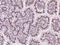Protein FAM3B antibody, 200286-T08, Sino Biological, Immunohistochemistry paraffin image 