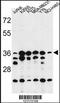 Ribosomal Protein Lateral Stalk Subunit P0 antibody, LS-B14409, Lifespan Biosciences, Western Blot image 