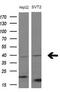 Filamin Binding LIM Protein 1 antibody, M08050, Boster Biological Technology, Western Blot image 