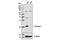 Claudin 1 antibody, 13255S, Cell Signaling Technology, Western Blot image 